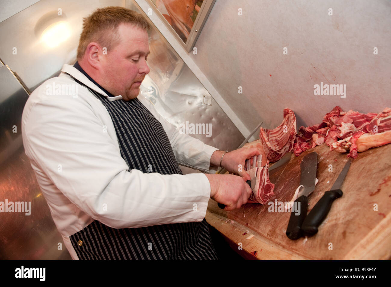 Rob Rattray premiata macelleria gallese preparare freschi locali costolette di agnello nel suo negozio Aberystwyth Wales UK Foto Stock