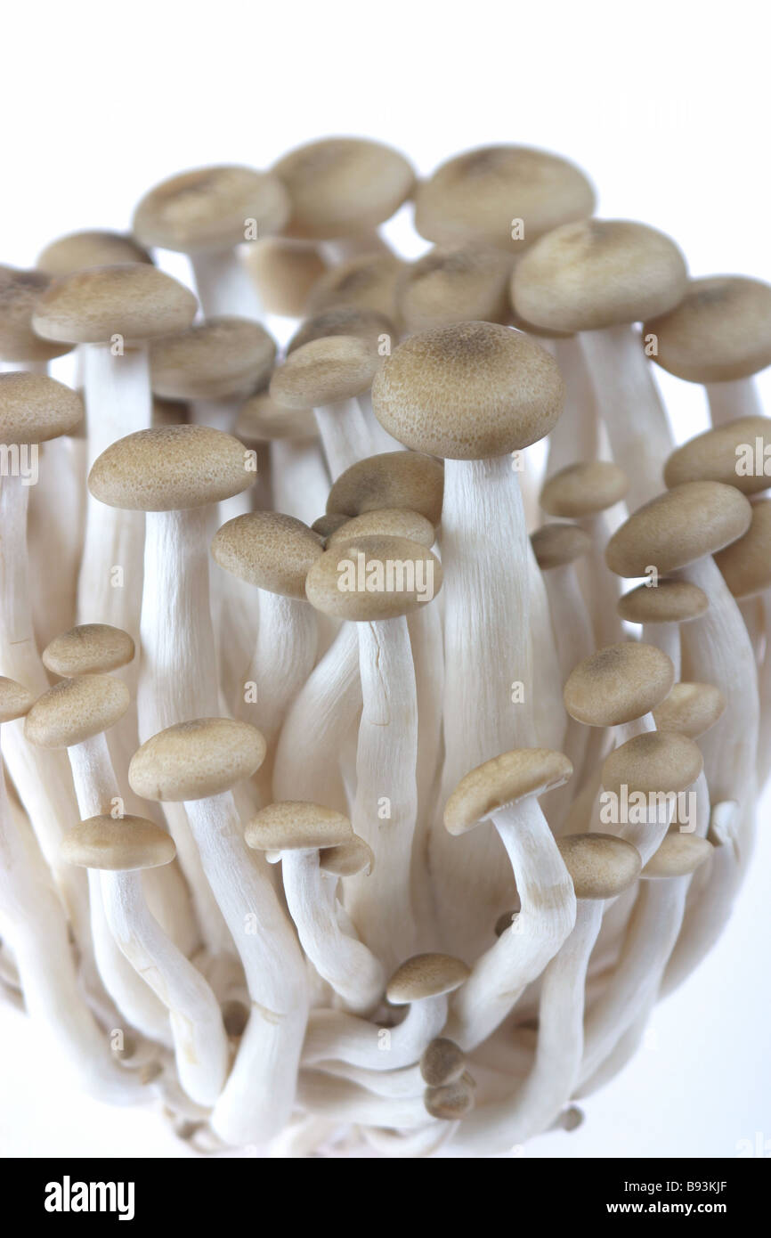 I funghi selvatici su sfondo bianco Foto Stock