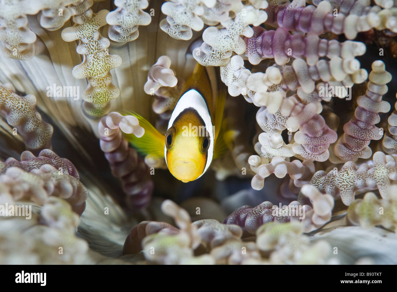 Giovani Clarks Anemonefish in perline anemone marittimo Amphiprion clarkii Heteractis aurora Komodo Indonesia Foto Stock