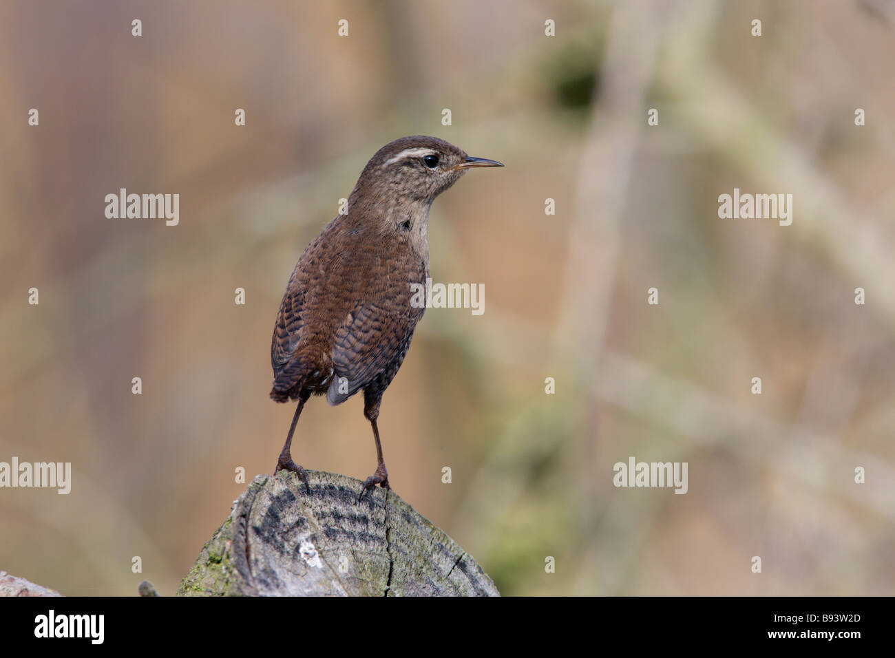 Scricciolo Troglodytes troglodytes alla ricerca permanente di alert Foto Stock