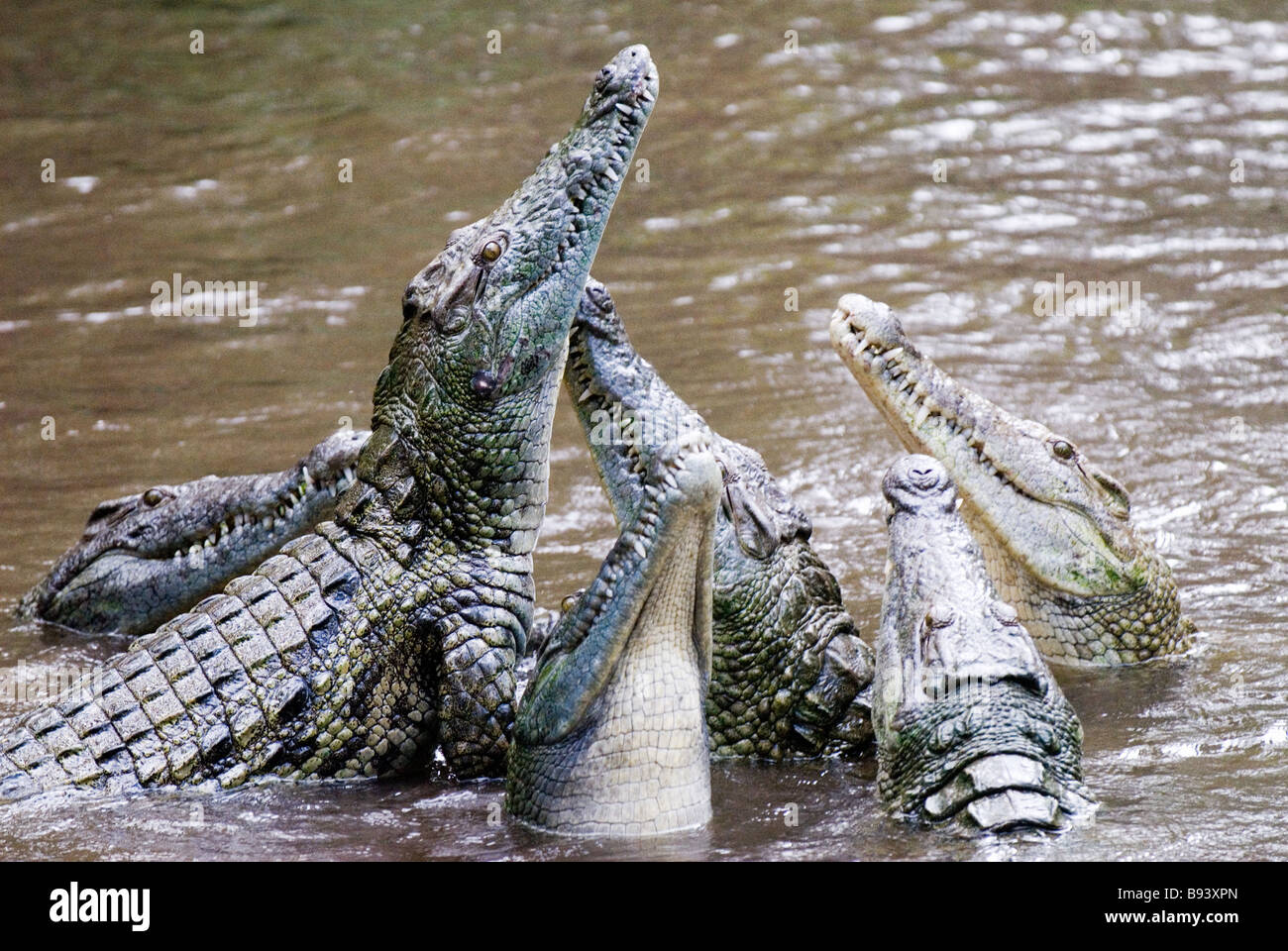 L'alimentazione dei coccodrilli a Haller Park in Kenya Mombasa Foto Stock