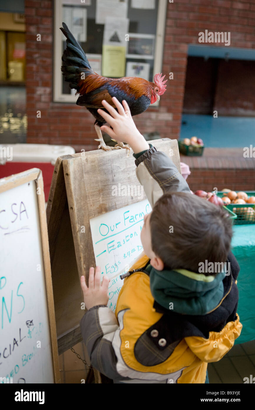 Ragazzo petting rooster al Mercato degli Agricoltori ogni sabato anno di Troy New York Foto Stock