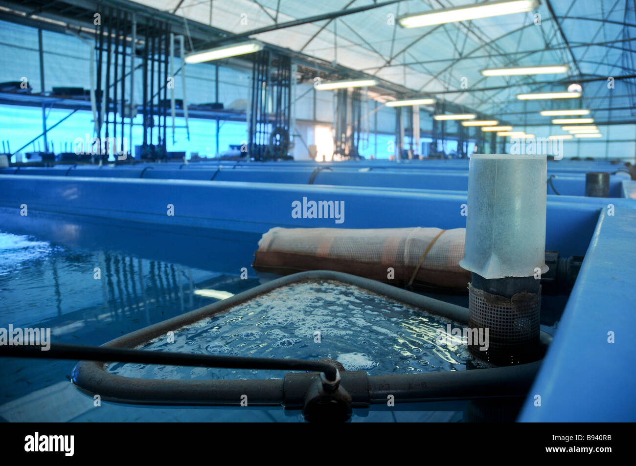 Piscina ambiente controllato piscine per nutrire i pesci nella prima fase prima di trasferirli al più grande pesca all'aperto Foto Stock