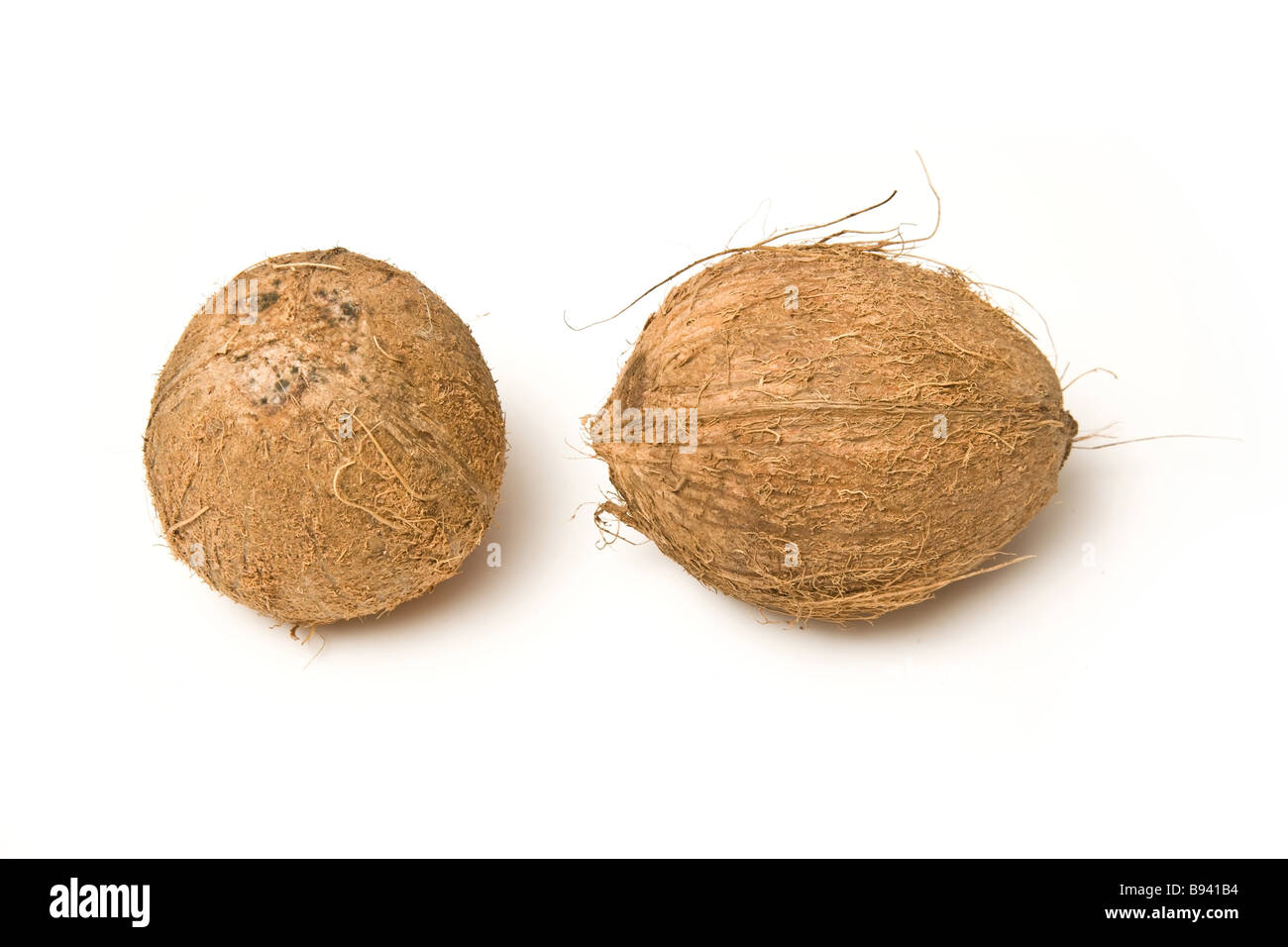 Noci di cocco isolato su un bianco di sfondo per studio Foto Stock