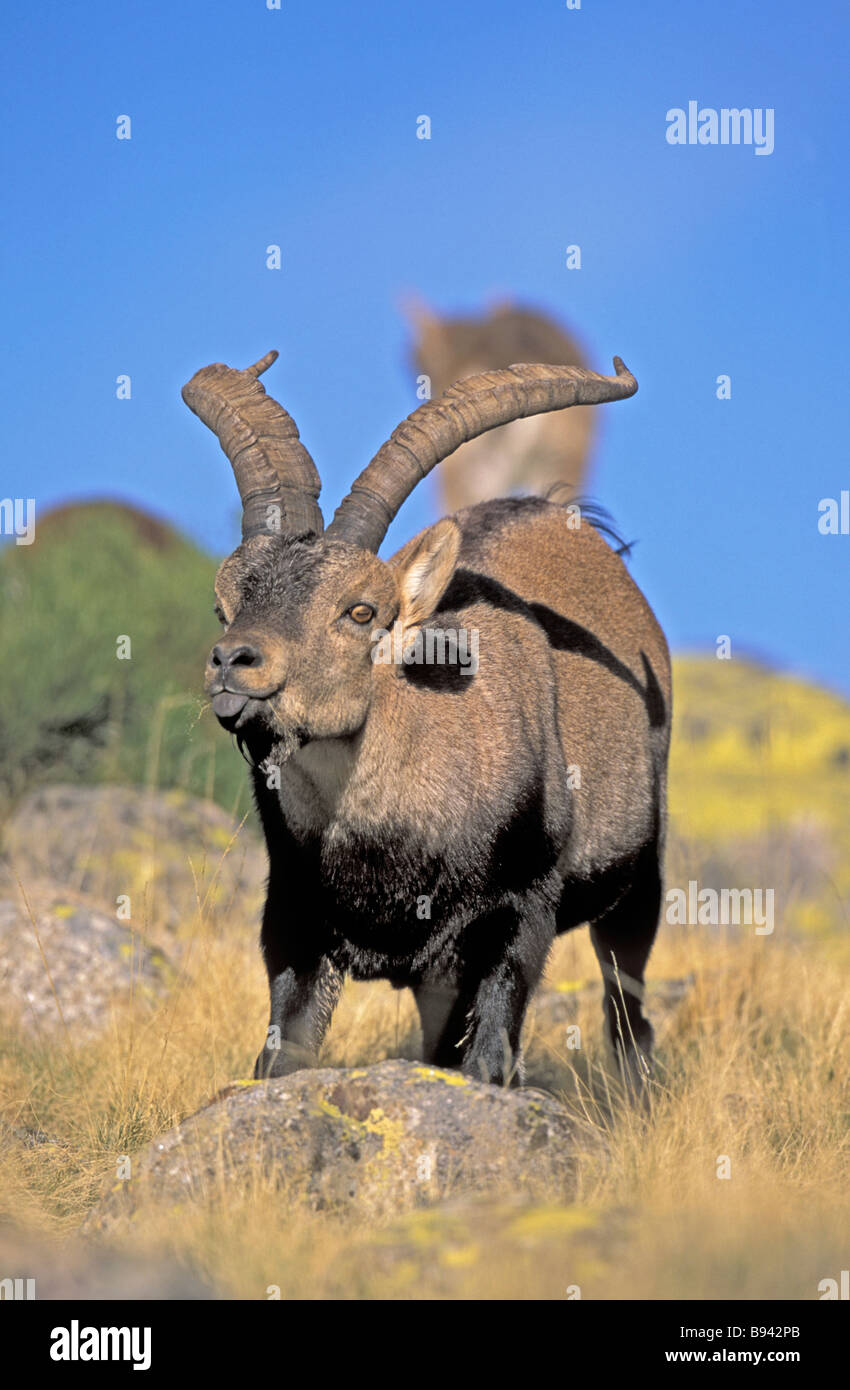 Lo spagnolo di stambecco (Capra pyrenaica) maschio - Spagna - IUCN vulnerabili Foto Stock