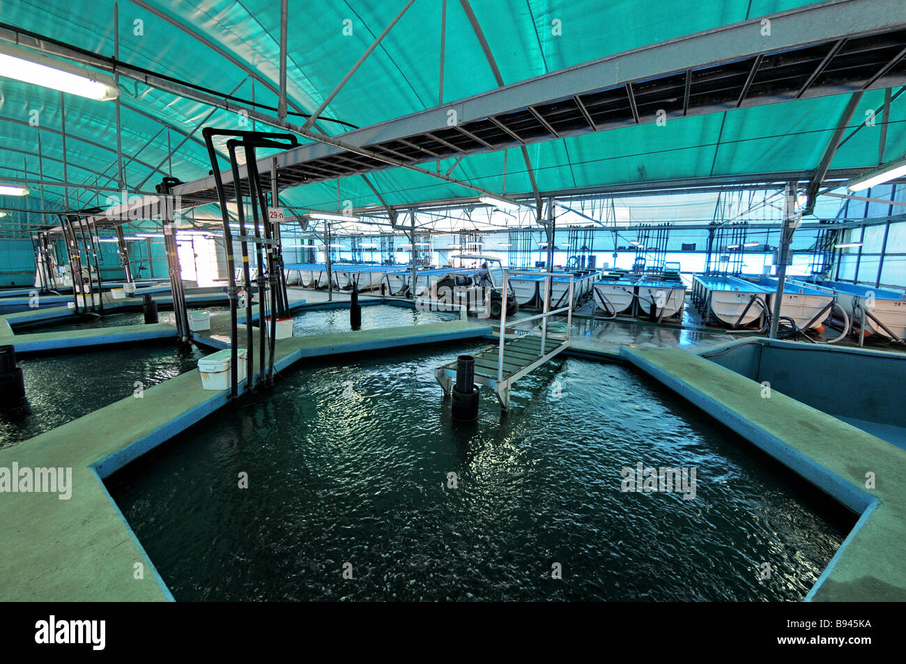 Piscina ambiente controllato piscine per nutrire i pesci nella prima fase prima di trasferirli al più grande pesca all'aperto Foto Stock