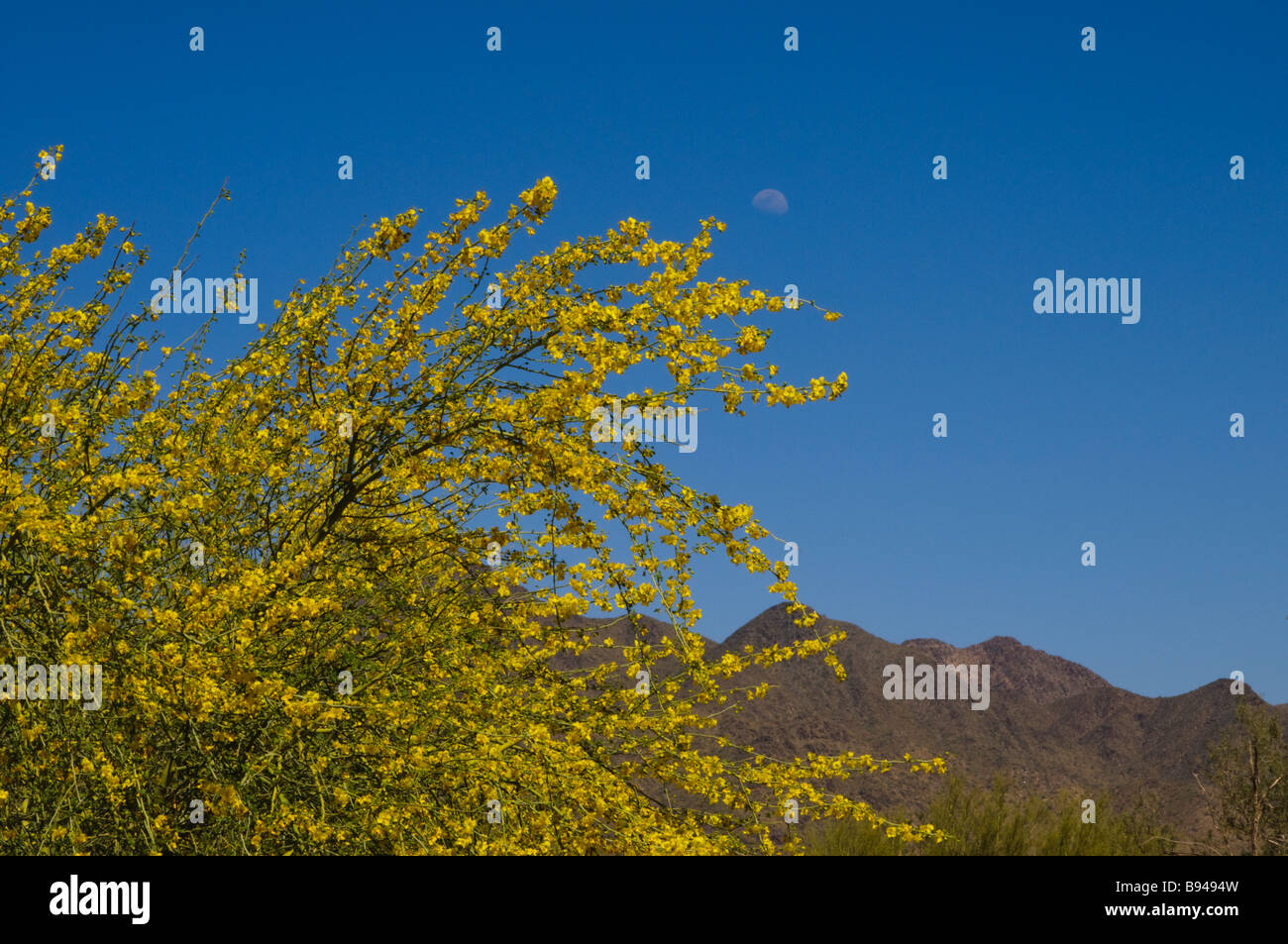 Palo Verde albero in fiore con la McDowell montagne in distanza. North Scottsdale, Arizona Foto Stock