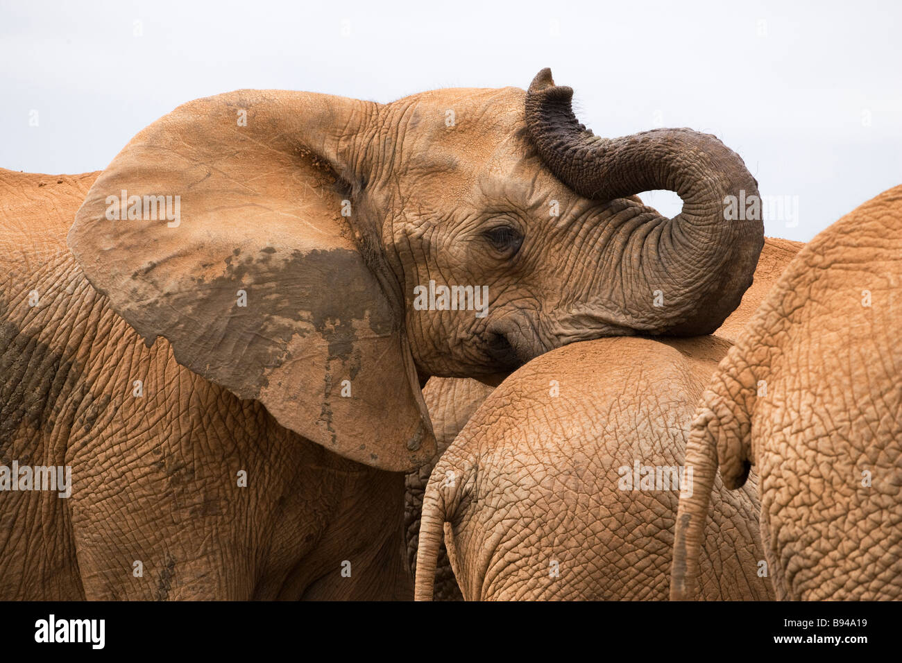 Elefante Parco nazionale capo orientale del Sud Africa Foto Stock