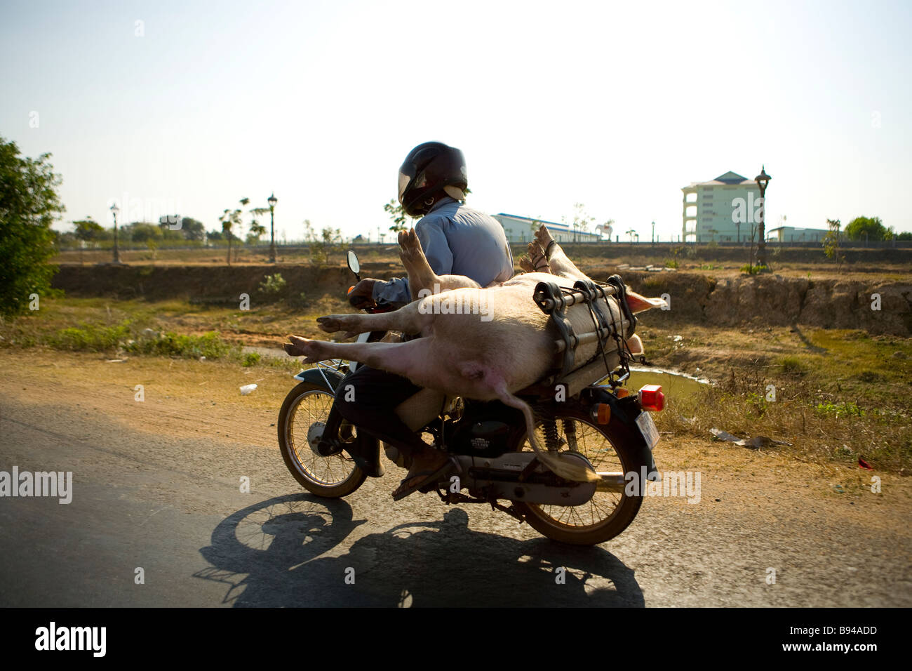 Uomo in sella a una motocicletta con il maiale sul retro lungo l'autostrada da Kompong Chhang per Udong Foto Stock