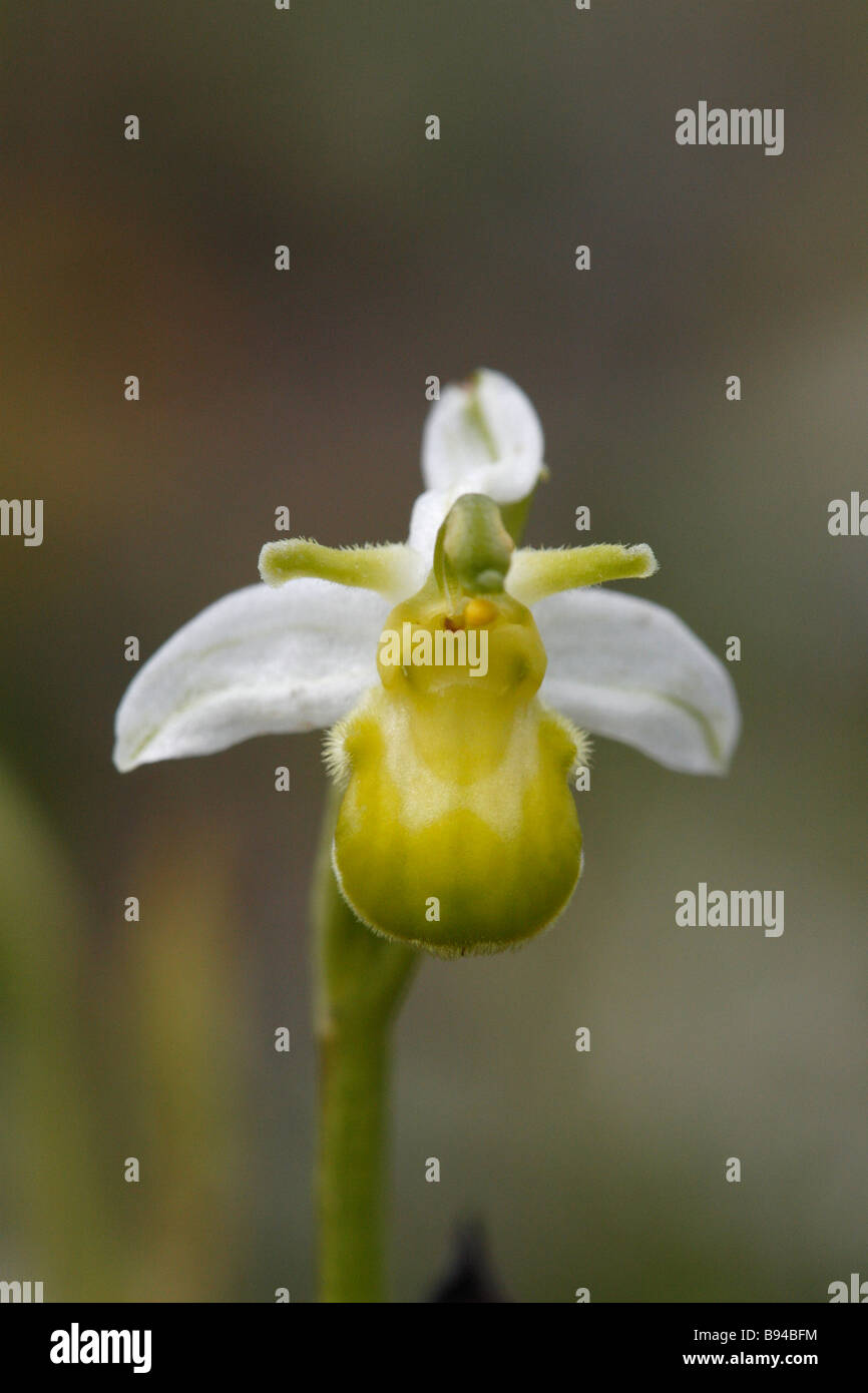 BEE ORCHID Ophrys apifera. var. chlorantha Foto Stock