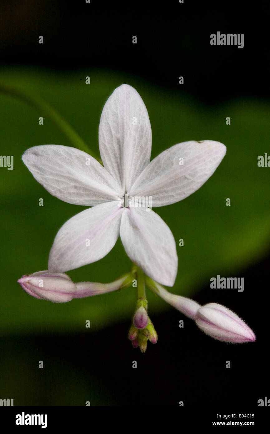 Un fiore bianco trovato nel selvaggio nella penisola di Osa, Costa Rica. Foto Stock