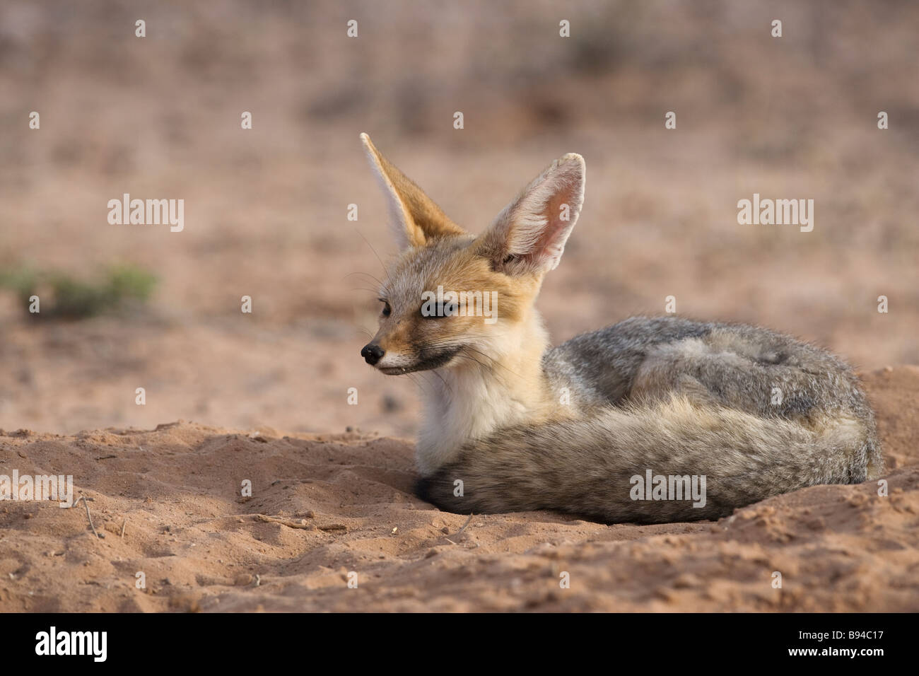 Cape fox Vulpes vulpes chama Kgalagadi Parco transfrontaliero Northern Cape Sud Africa Foto Stock
