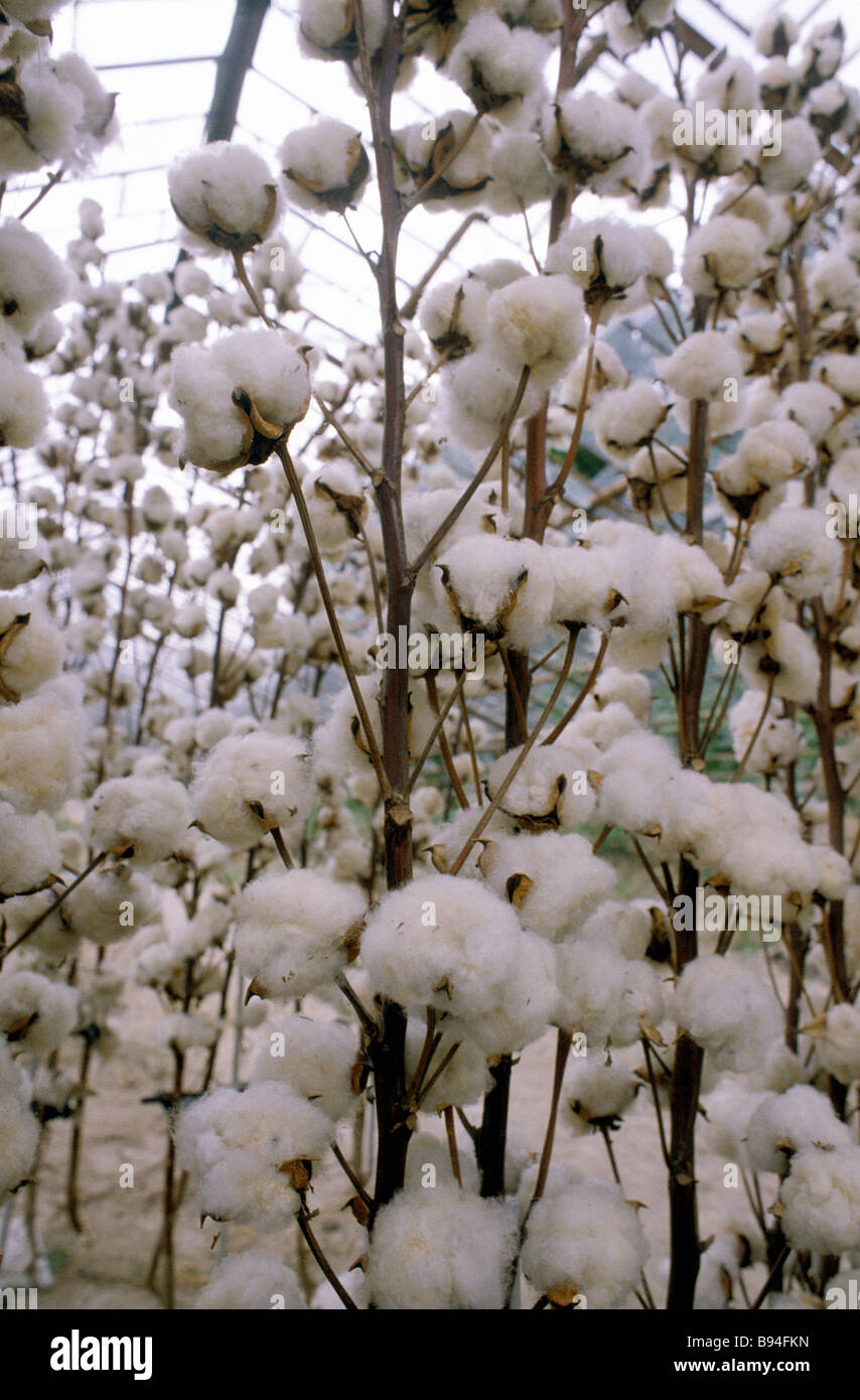Piantagione di cotone in Tagikistan Foto Stock