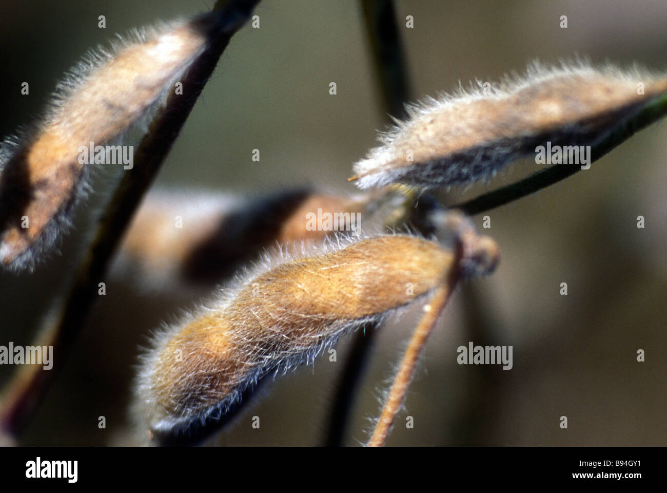 Semi di soia Foto Stock