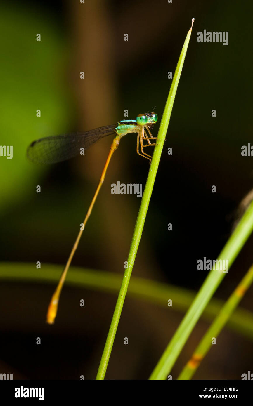 Green damselfly arroccato su una foglia nella penisola di Osa nel sud della Costa Rica. Foto Stock