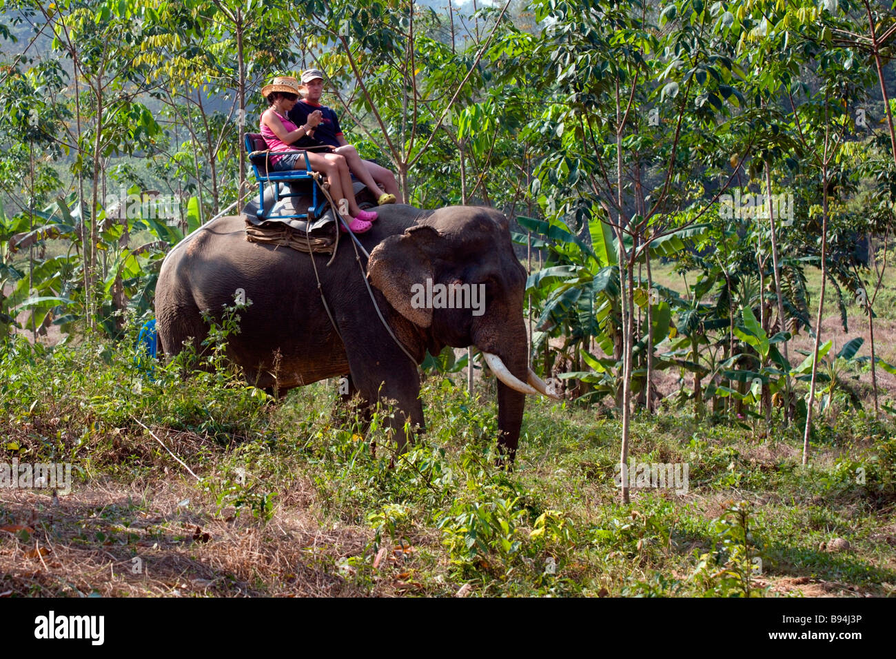 Khao Sok National Park: equitazione elefante Foto Stock