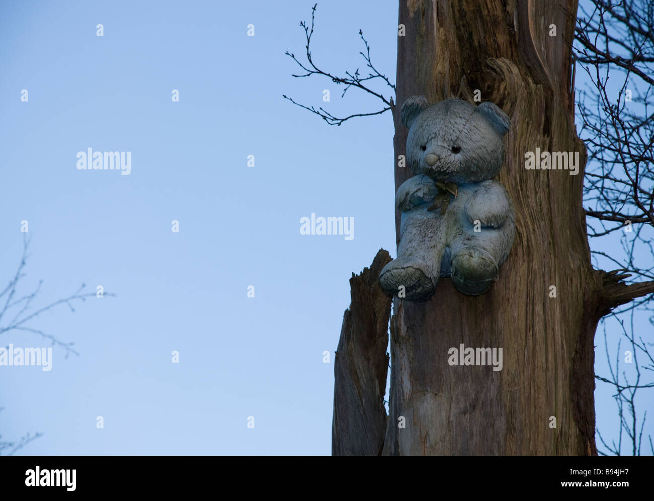 Orsetti inchiodati agli alberi in campagna Foto Stock