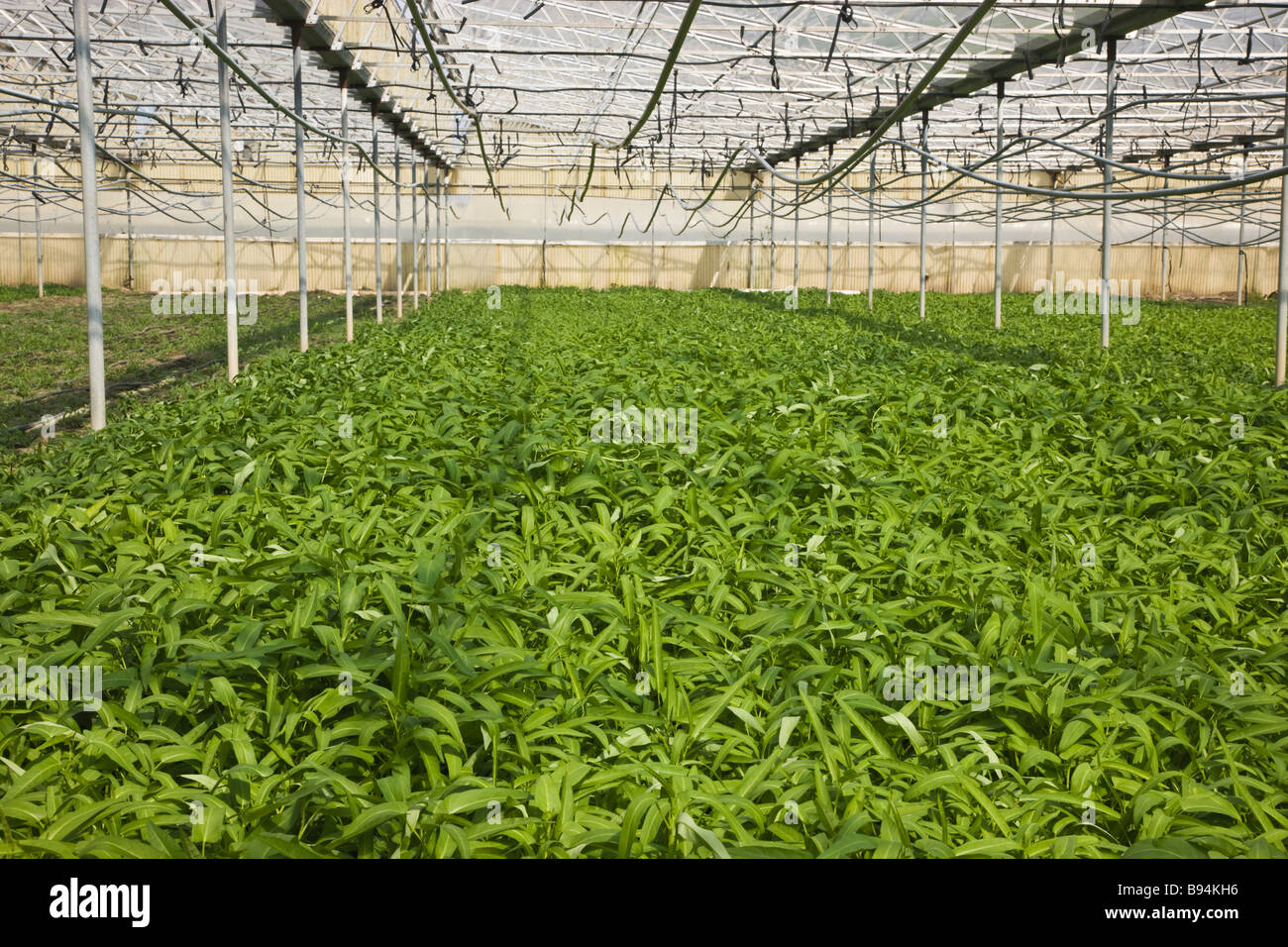 Le ONGS choy acqua cinese gli spinaci in crescita in serra. Foto Stock