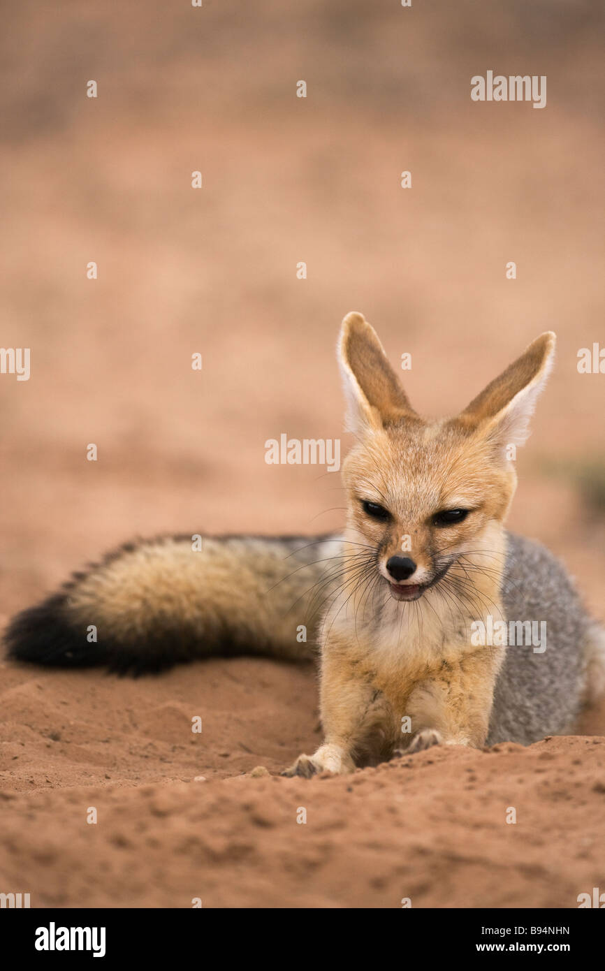 Cape fox Vulpes vulpes chama Kgalagadi Parco transfrontaliero Northern Cape Sud Africa Foto Stock