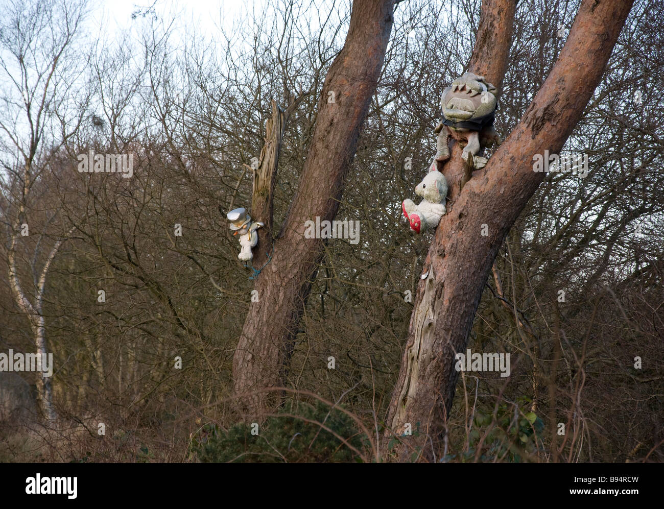 Orsetti inchiodati agli alberi in campagna Foto Stock