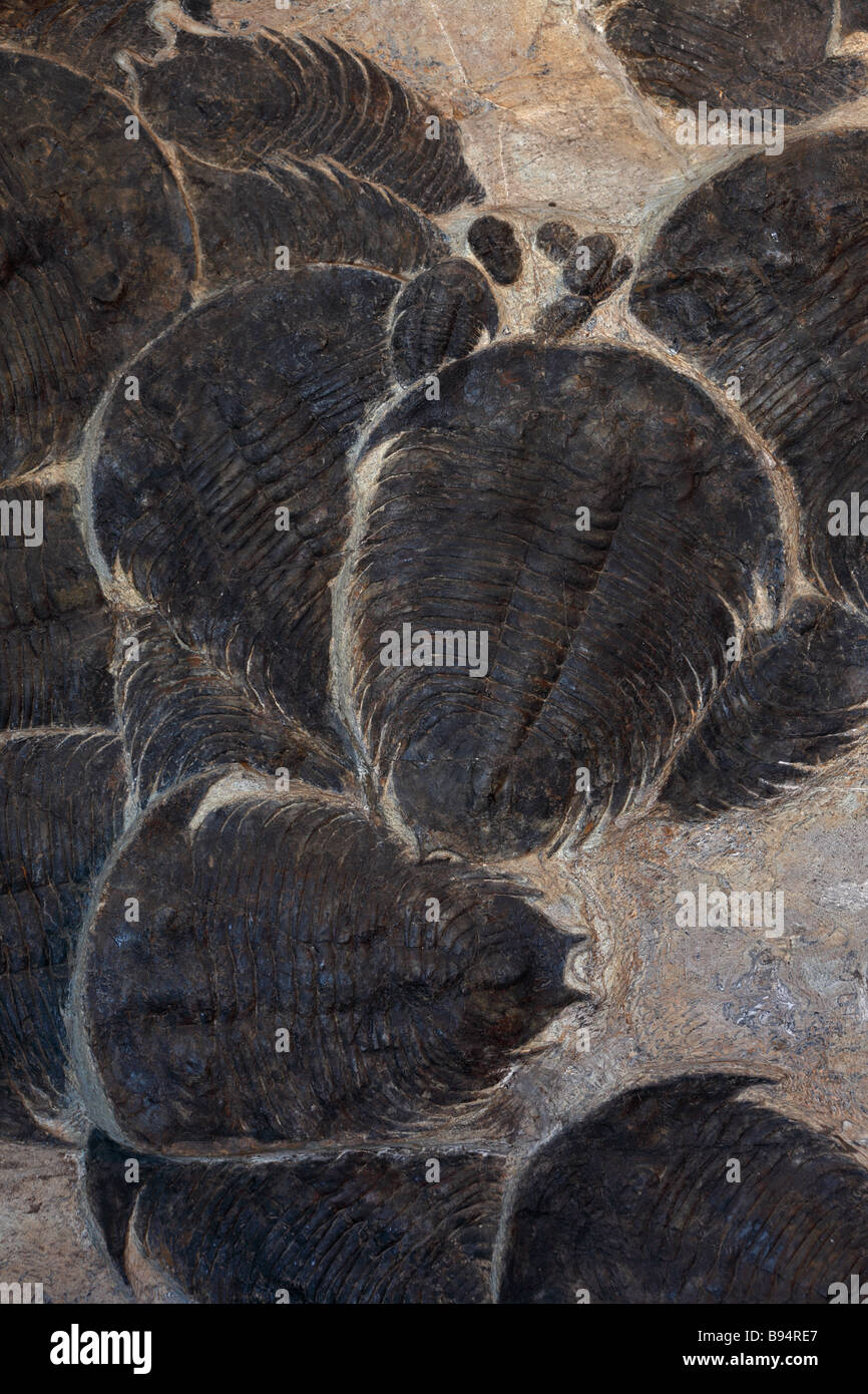 Trilobata, specie e posizione sconosciuta, antichi fossili invertebrati marini Foto Stock