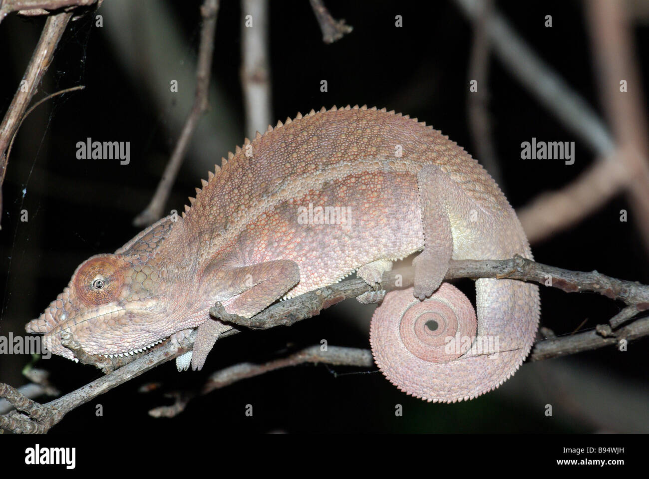 Angelo Chameleon (Furcifer angeli), un parente stretto del Panther Chameleon, dormendo su un ramoscello in Anjajavy, Madagascar. Foto Stock