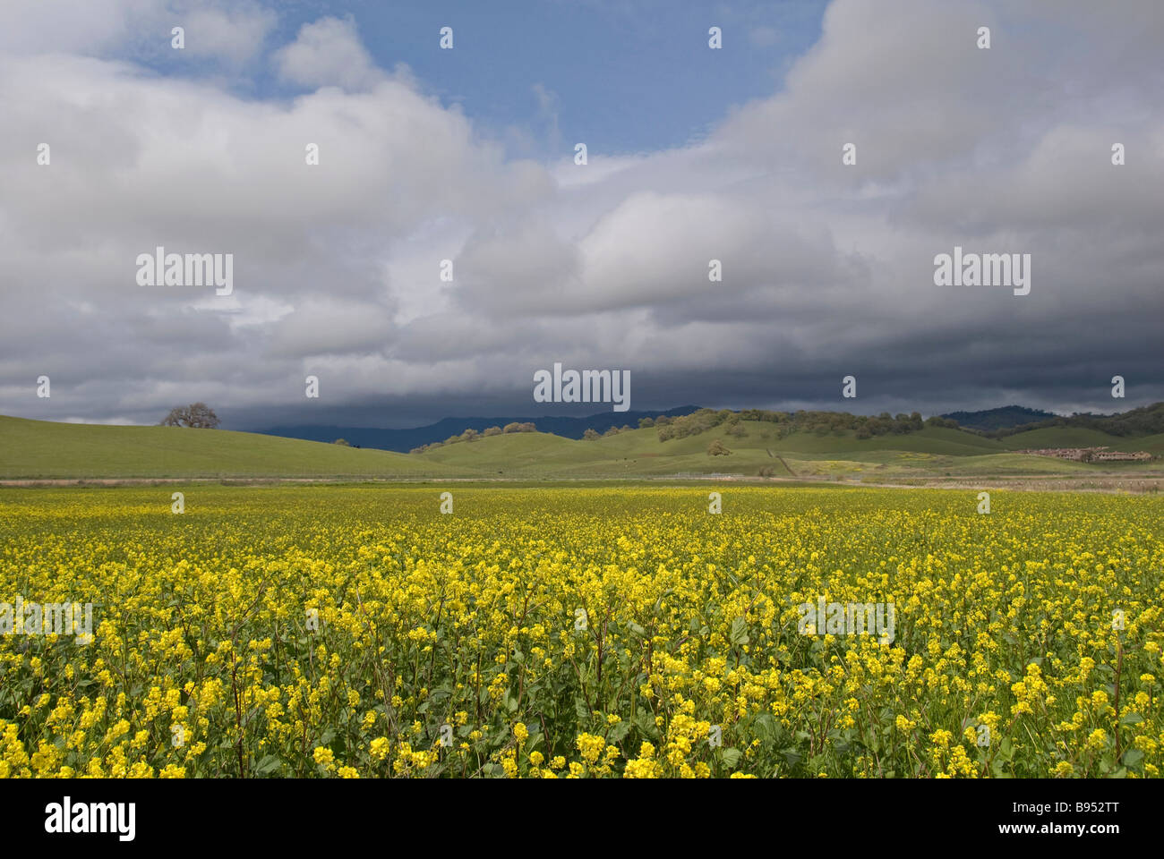 Campi di senape lungo SUISUN VALLEY ROAD, California, Stati Uniti. Foto Stock