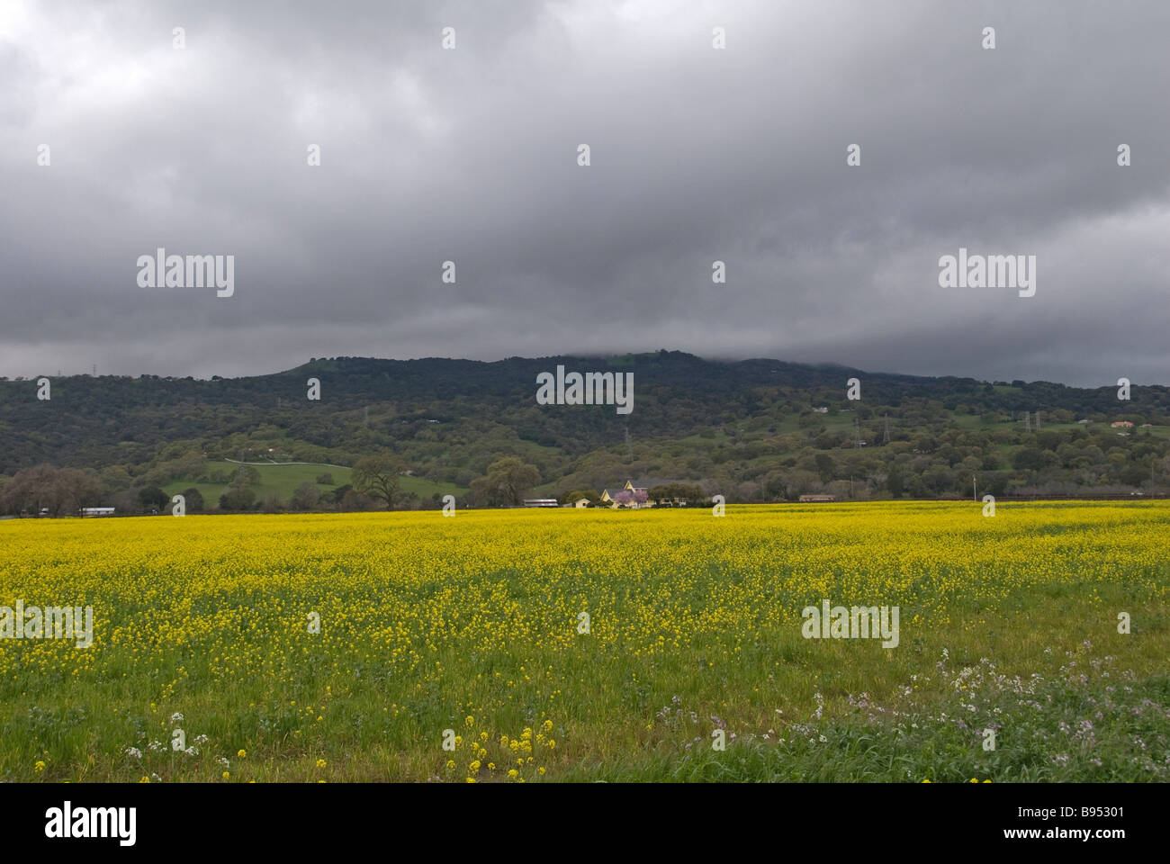 Campi di senape lungo SUISUN VALLEY ROAD, California, Stati Uniti. Foto Stock