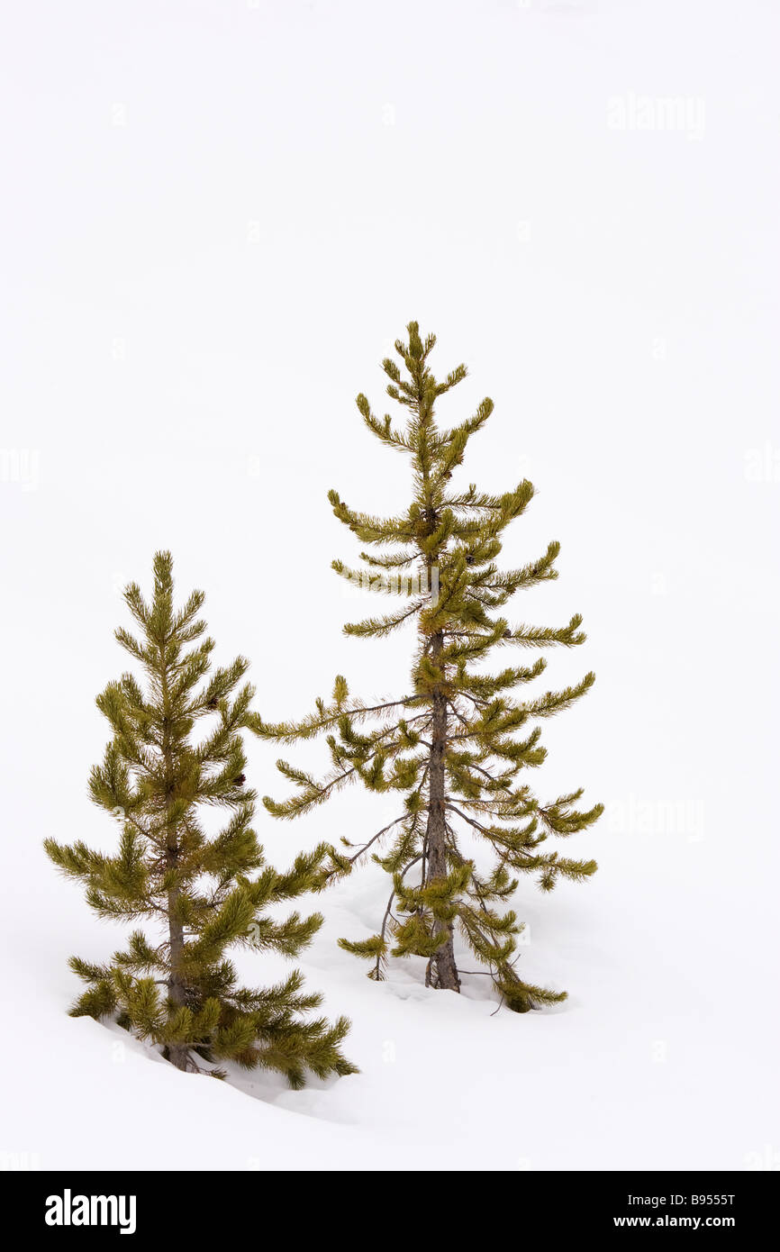 Due piccoli pini a Snow Foto Stock