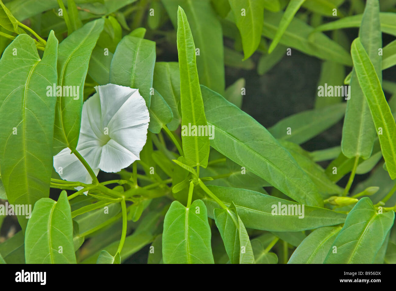 Le ONGS choy acqua cinese gli spinaci in crescita in serra.. Foto Stock