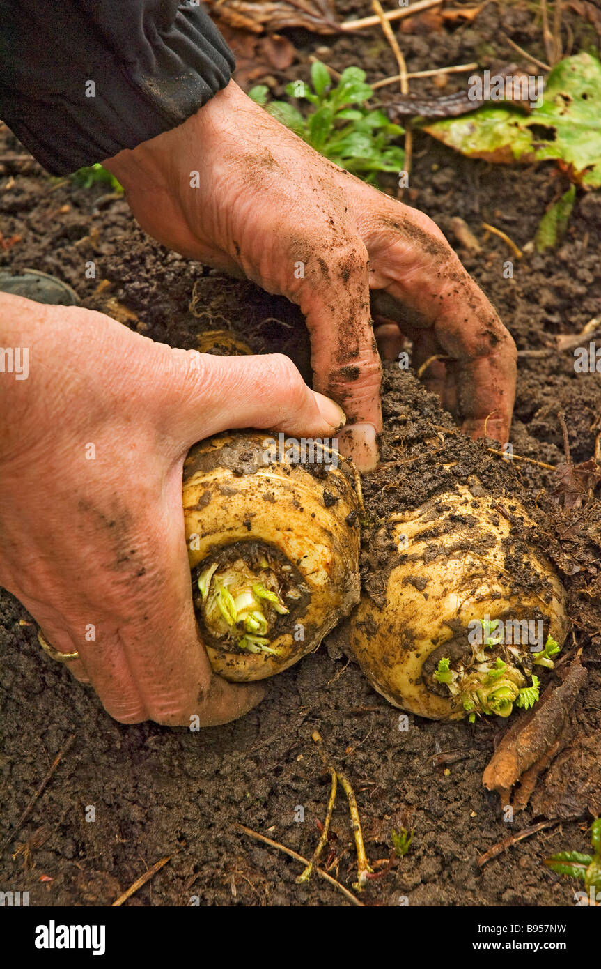Primo piano della persona dell'uomo che raccoglie i pastinelli appena scavati verdure della radice del org in orto Inghilterra Regno Unito Gran Bretagna Foto Stock