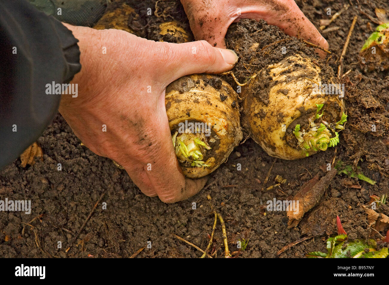 Primo piano della persona dell'uomo che raccoglie i pastinelli appena scavati verdure della radice del org in orto Inghilterra Regno Unito Gran Bretagna Foto Stock