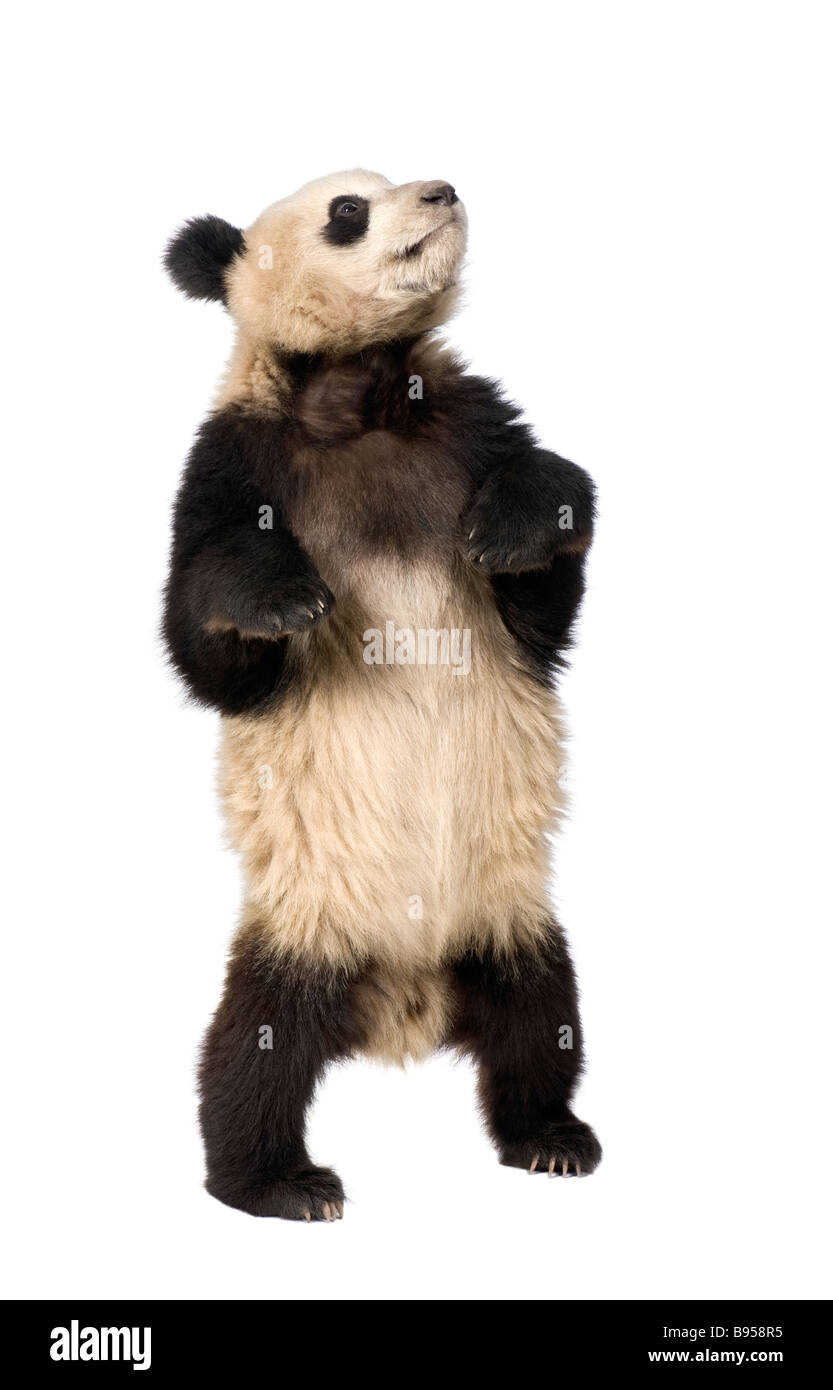 Panda gigante diciotto mesi Ailuropoda melanoleuca davanti a uno sfondo bianco Foto Stock