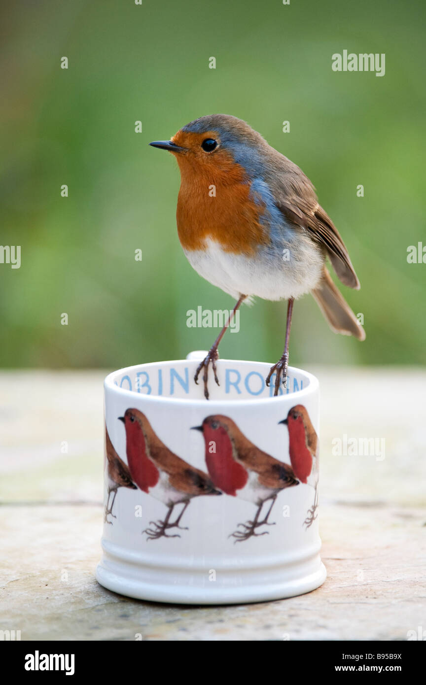 Robin appollaiato su un Emma Bridgewater robin mug Foto Stock