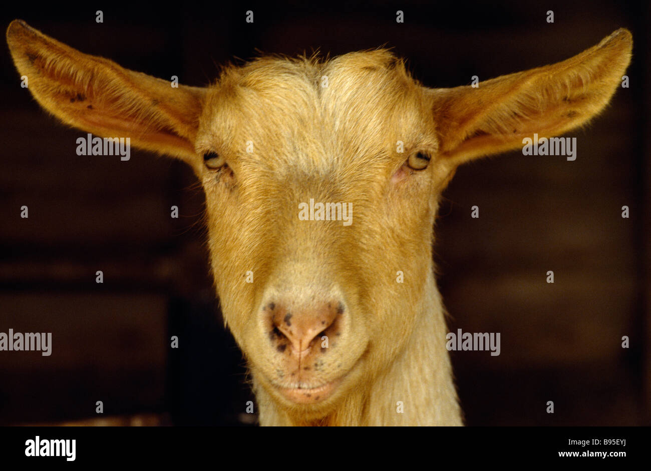 Agricoltura Agricoltura caprini Ritratto di una Golden Guernsey capra guardando la fotocamera Foto Stock