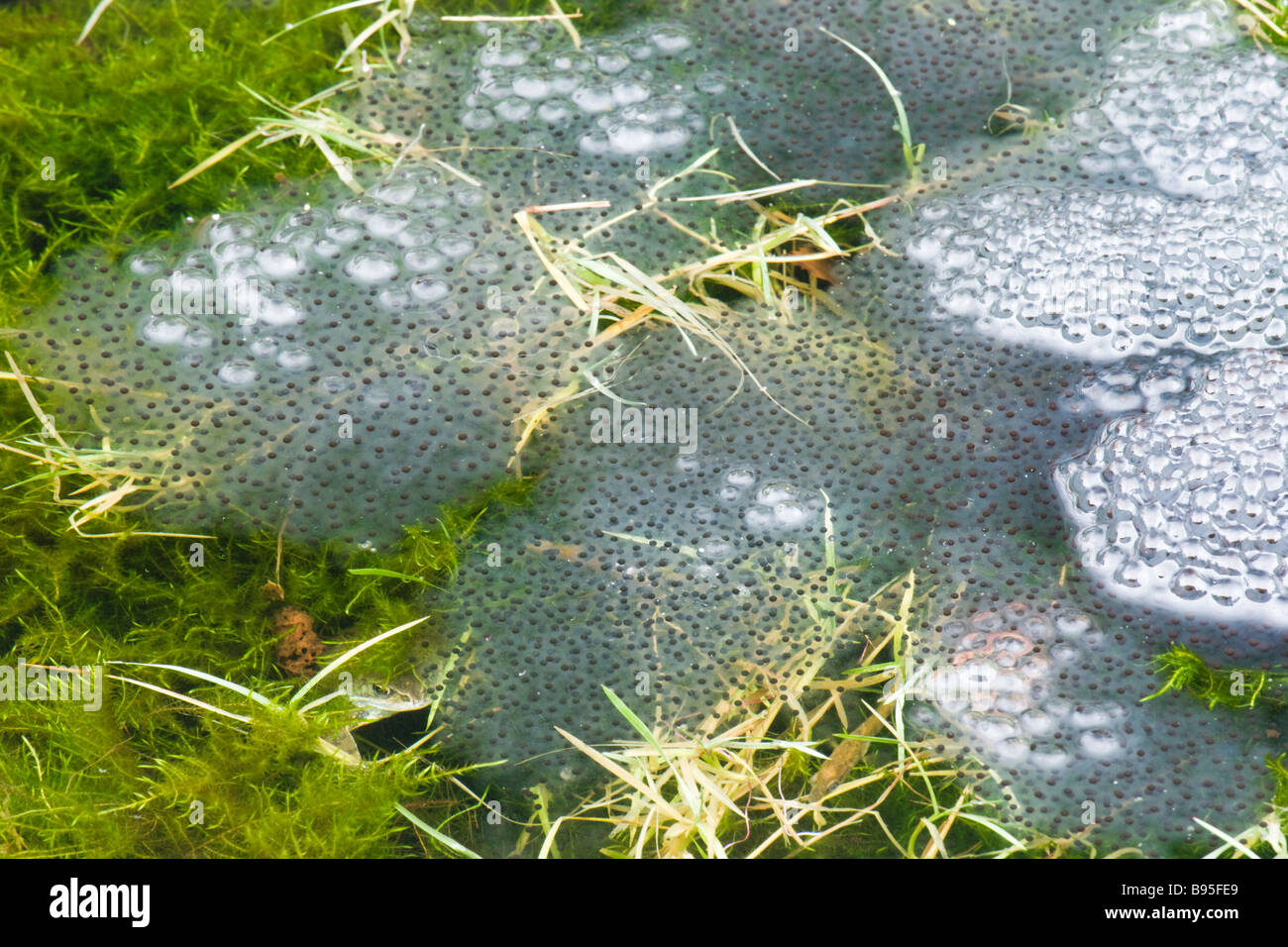 Frog spawn. Rana comune, rana temporaria. Regno Unito Foto Stock