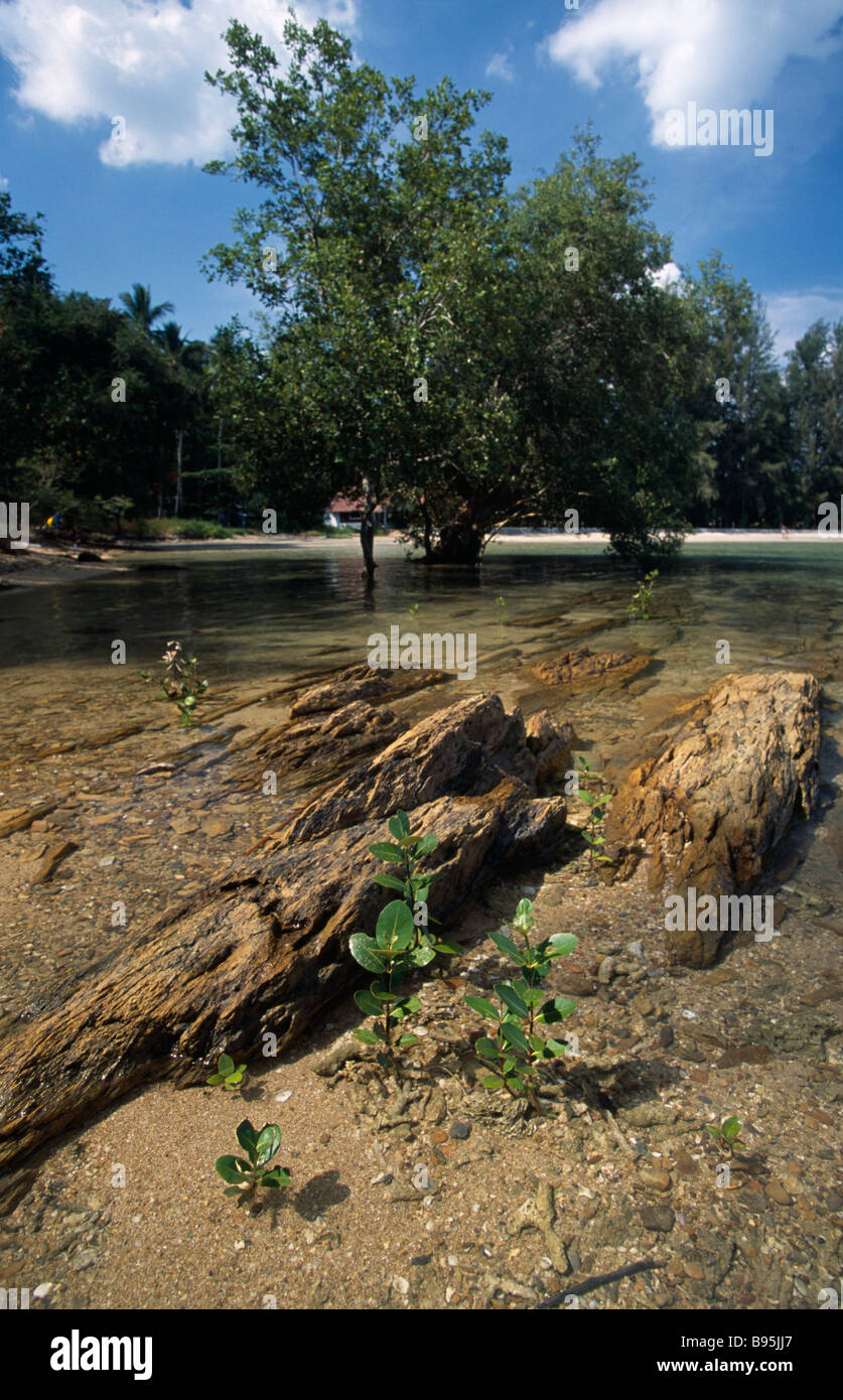 Tailandia Krabi Koh Lanta Yai sulla spiaggia di Klong dao giovani mangrovie crescere in acqua poco profonda con una struttura ad albero di mangrovia in distanza Foto Stock