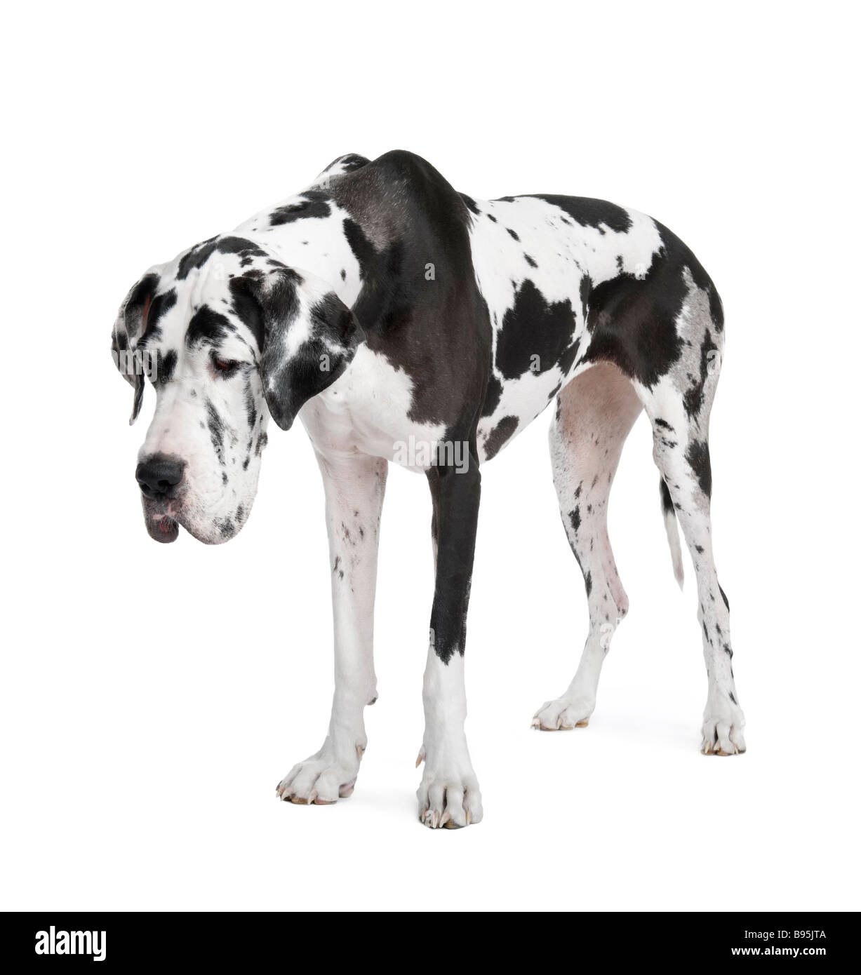 Harlequin Great Dane 4 anni davanti a uno sfondo bianco Foto Stock