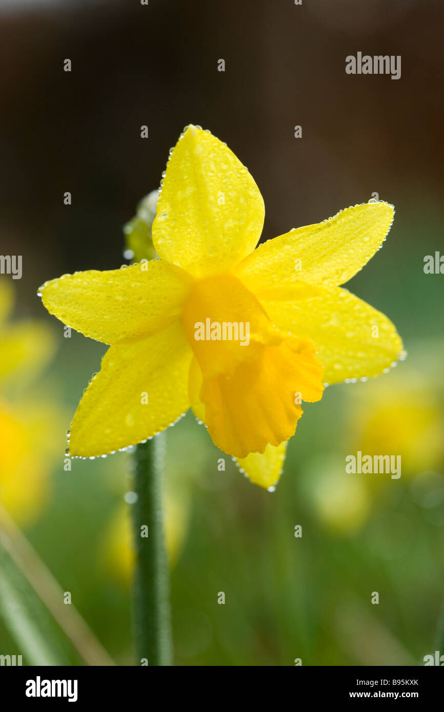 Daffodil con rugiada. Varietà - tete-a-tete. Foto Stock