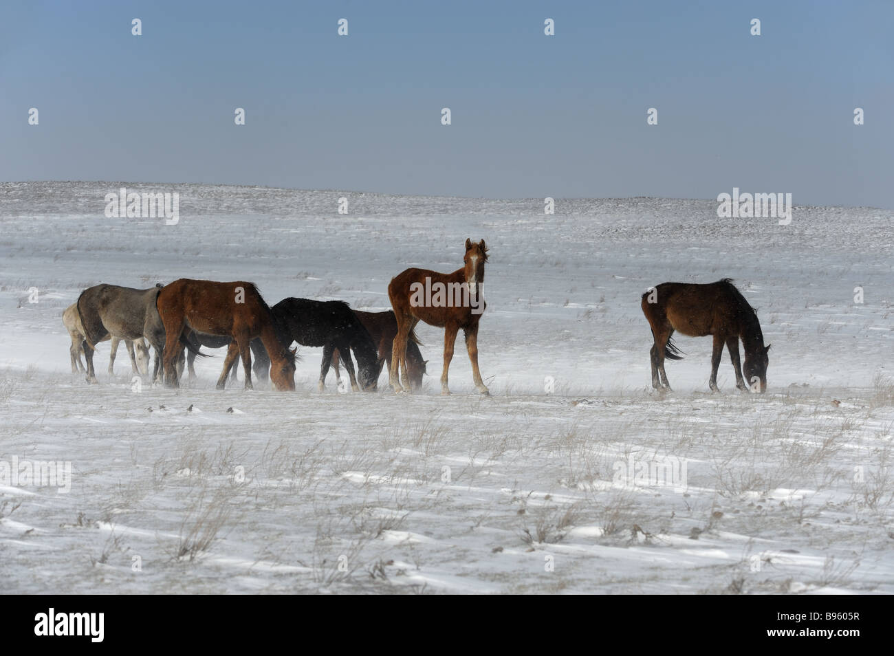 Inverno tempesta di neve in Kazakistan steppa e cavalli Foto Stock