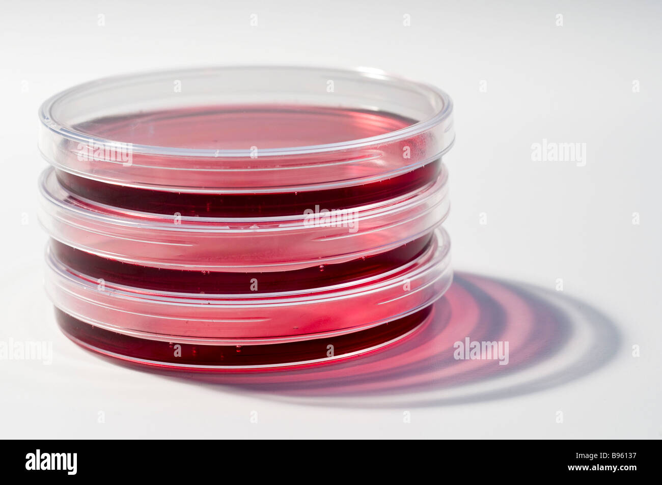 Colture di cellule in piastre di Petri Foto stock - Alamy