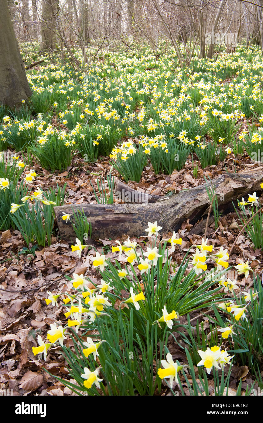 Narcisi selvatiche fiorite nel mese di marzo nella Riserva Naturale di Betty Daws Wood nella Leadon Valley vicino Dymock, Gloucestershire Foto Stock