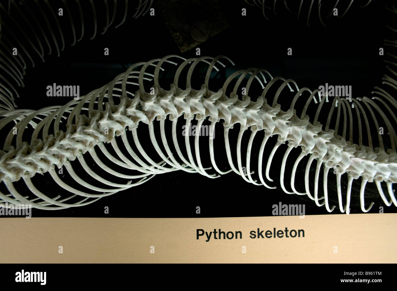 Cambridge University Charles Darwin Museo di Zoologia esemplari imparare studente studio accademico scheletro python Foto Stock