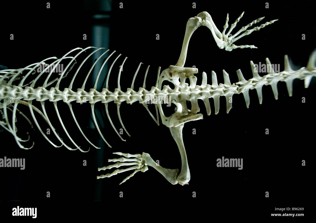 Cambridge University Charles Darwin Museo di Zoologia esemplari imparare studente studio accademico Sinipes Uromastyx Snipes Foto Stock