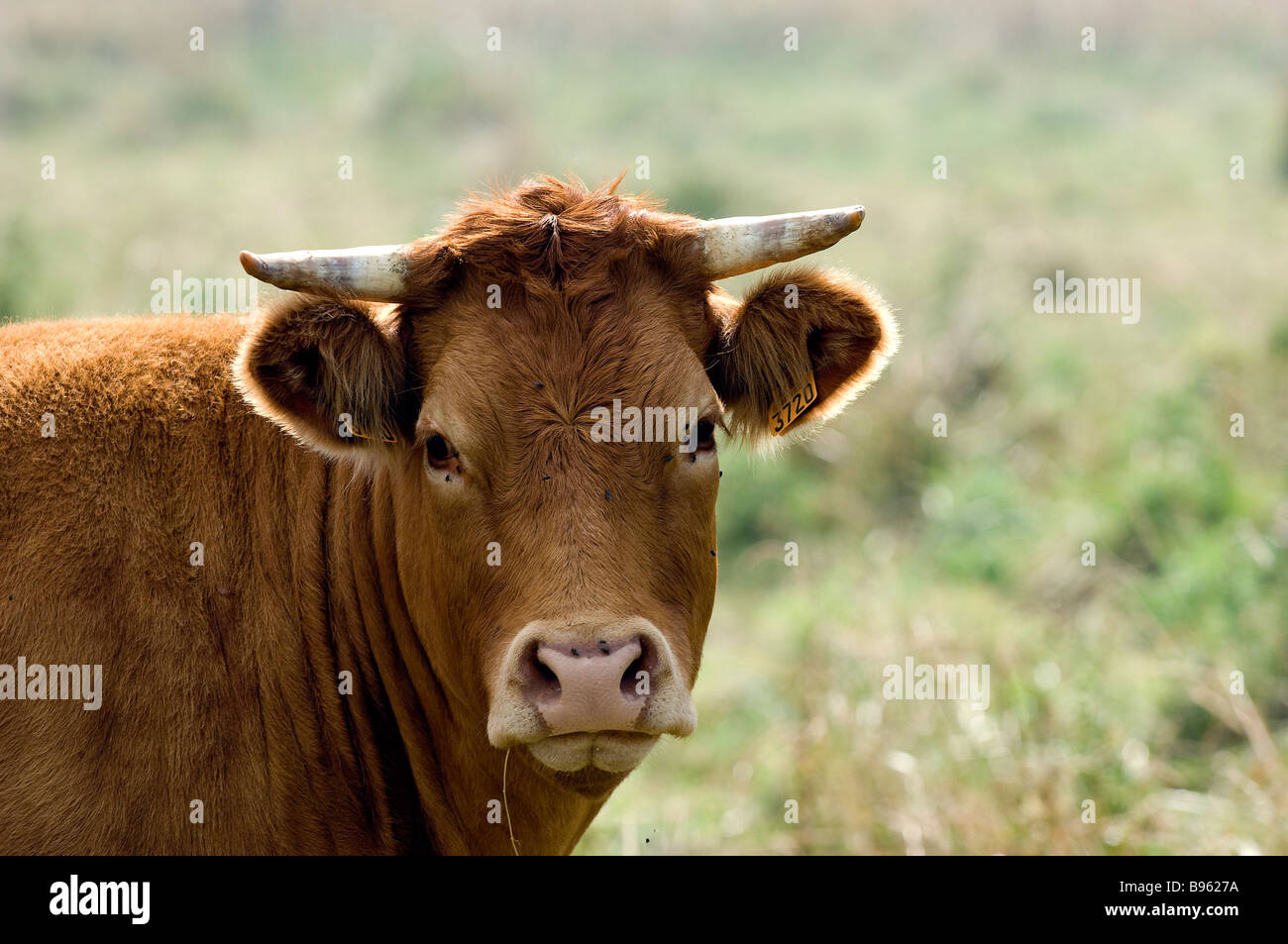 Francia, Indre, Creuse Valley, Eguzon, allevamento di bovini, testa di Vacca di razza limousine, allevati all'aperto su pascoli Foto Stock