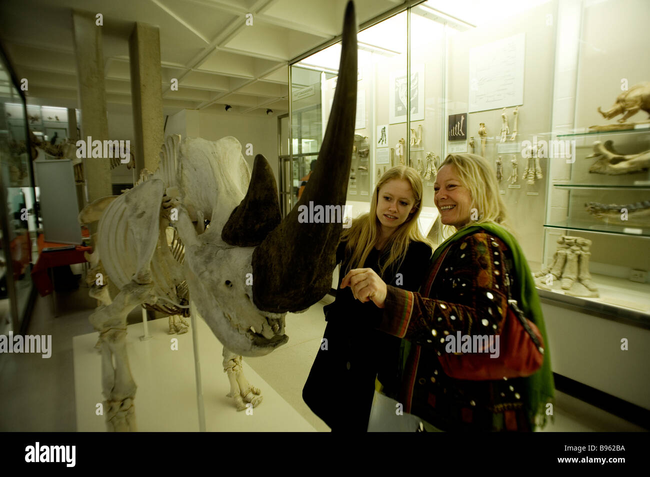 Cambridge University Charles Darwin Museo di Zoologia esemplari imparare studente visitatori accademico Rhino Foto Stock