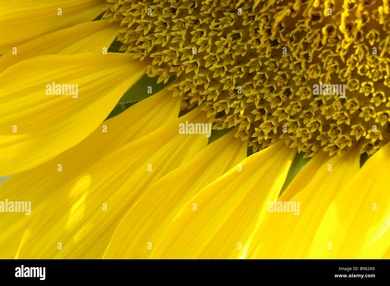 Girasole close-up Foto Stock