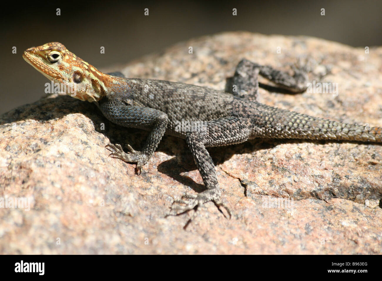 Roccia namibiano Agama Agama sa femmina planiceps crogiolarsi nel sole su una roccia di fiume Kunene, Namibia Foto Stock