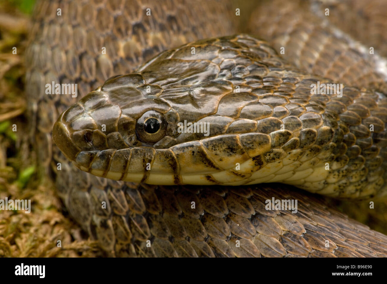 Acqua settentrionale Snake (Nerodia sipedon) New York - USA sulla terra ha trovato nel sud Ontario e del nordest degli Stati Uniti Foto Stock