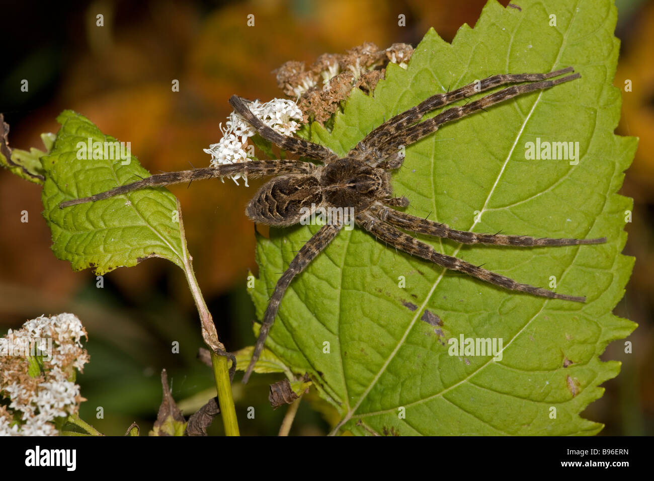 Wolf Spider - Famiglia Lycosidae - Close-up sulla foglia - New York - USA Foto Stock